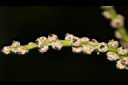 槲櫟-雌花14.JPG