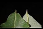 槲櫟-葉柄01.JPG