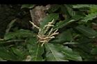 槲櫟-雌花04.JPG