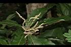 槲櫟-雌花10.JPG