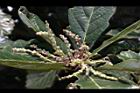 槲櫟-雌花17.JPG