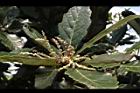 槲櫟-雌花18.JPG