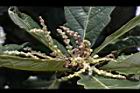 槲櫟-雌花19.JPG