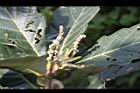 槲櫟-雌花21.JPG