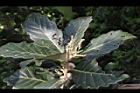 槲櫟-雌花22.JPG