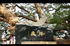 大樟公06.jpg