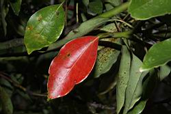 樟樹-紅葉06.JPG