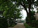 樟樹05.JPG