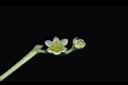 樟樹-花35.JPG