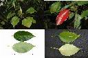 樟樹-葉1.jpg
