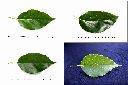 樟樹-葉正1.jpg