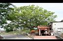 樟樹16.jpg