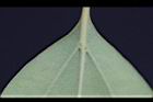 樟樹-基脈01.jpg