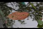 樟樹-紅葉08.JPG