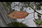 樟樹-紅葉09.JPG