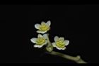 樟樹-花07.JPG