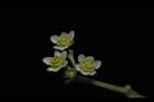 樟樹-花11.JPG