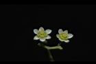 樟樹-花20.JPG