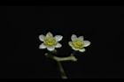 樟樹-花21.JPG