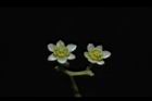 樟樹-花22.JPG