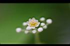 樟樹-花53.jpg