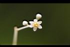 樟樹-花59.jpg