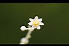 樟樹-花63.jpg