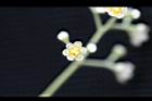 樟樹-花64.jpg