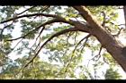樟樹-莖08.JPG