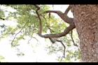 樟樹-莖19.JPG