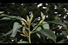 樟樹-葉芽02.JPG