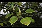 樟樹-葉芽04.JPG
