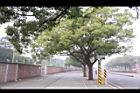 樟樹48.jpg