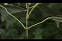 樟葉槭-葉柄02.JPG