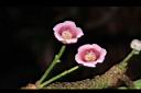 水冬瓜-花01.JPG