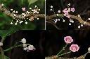 水冬瓜-花1.jpg