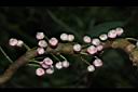水冬瓜-花序13.JPG