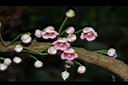 水冬瓜-花序14.JPG