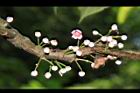 水冬瓜-花序01.JPG