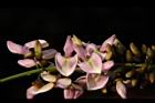 水黃皮-花06.JPG