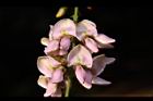 水黃皮-花09.JPG