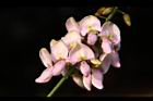 水黃皮-花15.JPG