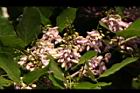水黃皮-花序06.JPG