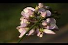 水黃皮-花柄01.JPG