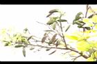 水黃皮-實02.JPG