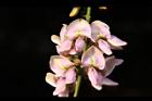 水黃皮-花13.JPG