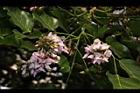 水黃皮-花序04.JPG