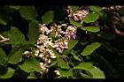 水黃皮-花序05.JPG