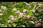 水黃皮-花序10.JPG