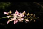水黃皮-花序13.JPG